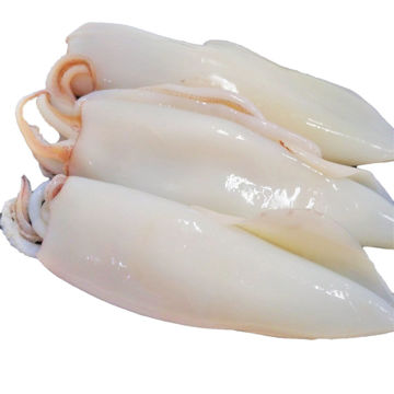 Picture of FROZEN SQUID WHOLE CLEANED 2" UP